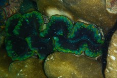 TRIDACNA GREEN