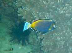 ACANTHURUS JAPONICUS FILIPINI