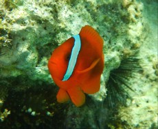 AMPHIPRION FRENATUS FILIPINI AMPHIPRION FRENATUS FILIPINI