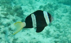 AMPHIPRION SEBAE FILIPINI