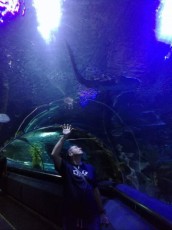 AQUARIA TUNEL SURIA AQUARIA TUNEL SURIA