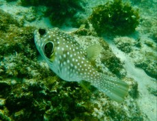 BLOW FISH PHILIPPINES