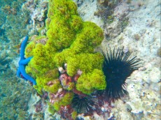 CLAVULARIA VIRIDIS FILIPINI