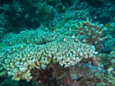 DASCYLLUS DASCYLLUS