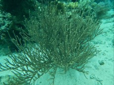 MEHKA KORALA PANGLAO MEHKA KORALA PANGLAO