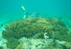 MEHKE KORALE PANGLAO MEHKE KORALE PANGLAO