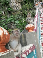 MONKEY KUALA LUMPUR