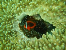 NEMO PANGLAO