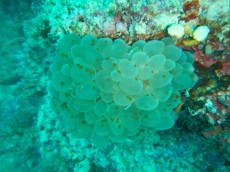 PLEROGYRA PANGLAO PLEROGYRA PANGLAO
