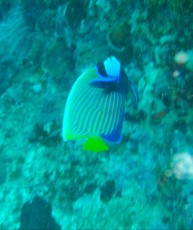 POMACANTHUS IMPERATUR ADULT POMACANTHUS IMPERATUR ADULT