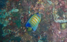 PYGOLPLITES DIACANTHUS PYGOLPLITES DIACANTHUS