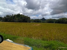 RIZEVA POLJA BOHOL RIZEVA POLJA BOHOL