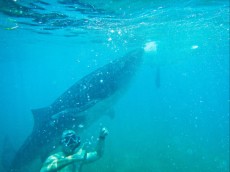 ROBERT LEITINGER AND WHALE SHARK ROBERT LEITINGER AND WHALE SHARK
