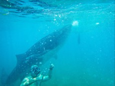 ROBERT LEITINGER AND WHALE SHARK