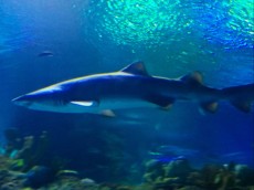 SHARK KUALA LUMPUR SHARK KUALA LUMPUR