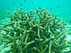 SNORKLJANJE PANGLAO SNORKLJANJE PANGLAO