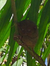 TARSIER TARSIER