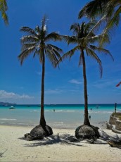 TWO PALMS TWO PALMS