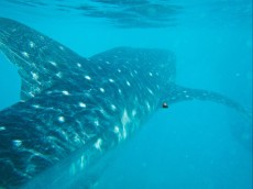 WHALE SHARK FILIPINI