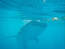 WHALE SHARK PANGLAO