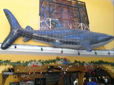 WHALE SHARK WATCHING OSLOB CEBU WHALE SHARK WATCHING OSLOB CEBU