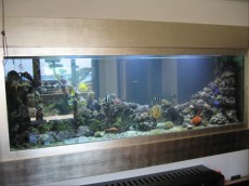 SEA WATER FISH AND INVERTABLES SEA WATER FISH AND INVERTABLES