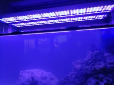 aquarius light