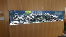 fish tank fish tank