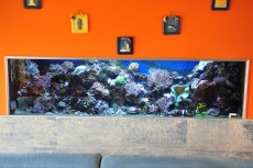 sea aquarium