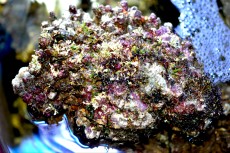 ziv morski kamen
