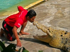 Crocodil farm sov z krokodili