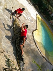 Crocodil show