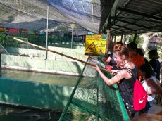 Crocodilfarm hranjenje krokodilov Crocodilfarm hranjenje krokodilov
