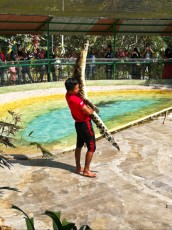 Crocodilfarm krokodilja farma Crocodilfarm krokodilja farma