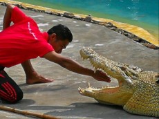 Crocodilfram dangerous