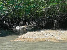 Kilim geoforest park dzungla Langkawi Kilim geoforest park dzungla Langkawi