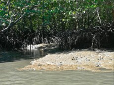 Kilim geoforest park dzungla Langkawi