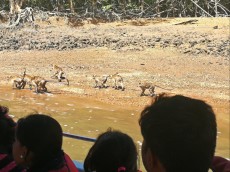 Kilim geoforest park nevarne opice