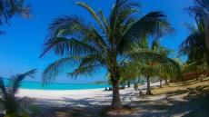 Ko Lipe palm Ko Lipe palm