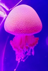 Langkawi meduza
