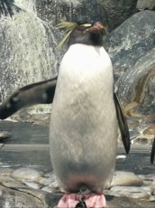 Langkawi pingvin