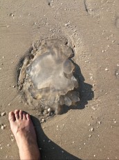 Pantai Chenang velika meduza
