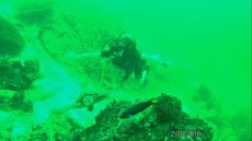 Scubadiving turtle Scubadiving turtle