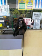 Telaga monkey gas station Langkawi