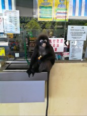 Telaga monkey gas station Langkawi Telaga monkey gas station Langkawi