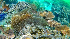 coralreef Thailand