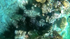 coralreef danger Ko Lipe