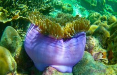 coralreef danger gif coralreef danger gif
