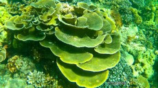 coralreef gopro Ko Lipe coralreef gopro Ko Lipe
