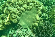 coralreef meduza Ko Lipe coralreef meduza Ko Lipe